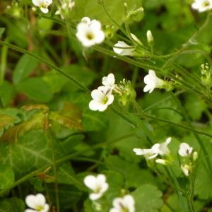 Photographie n°2181356 du taxon Saxifraga granulata L. [1753]