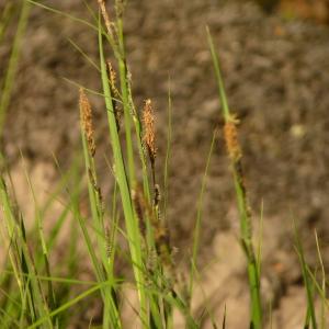 Photographie n°2181365 du taxon Carex L. [1753]