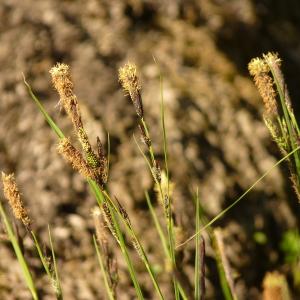 Photographie n°2181366 du taxon Carex L. [1753]