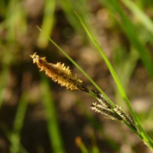 Photographie n°2181367 du taxon Carex L. [1753]