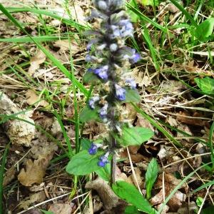 Photographie n°2181384 du taxon Ajuga reptans L.