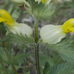 Photographie n°2181413 du taxon Rhinanthus alectorolophus (Scop.) Pollich [1777]