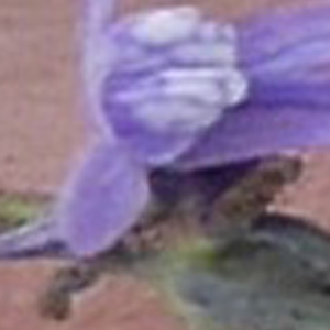 Photographie n°2181525 du taxon Linaria micrantha (Cav.) Hoffmanns. & Link [1813]