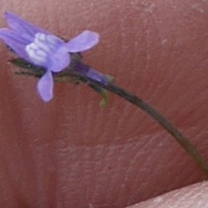 Photographie n°2181526 du taxon Linaria micrantha (Cav.) Hoffmanns. & Link [1813]