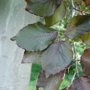 Photographie n°2181609 du taxon Fagus sylvatica L. [1753]