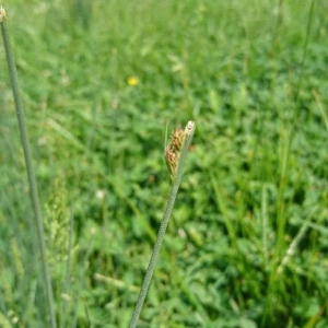 Photographie n°2181613 du taxon Juncus inflexus L. [1753]