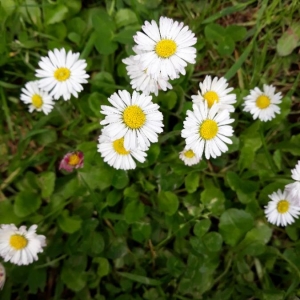 Photographie n°2181628 du taxon Bellis perennis L. [1753]