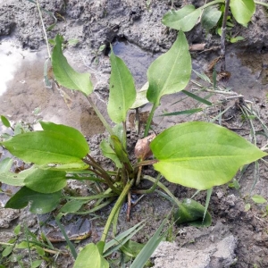 Photographie n°2181644 du taxon Alisma plantago-aquatica L. [1753]