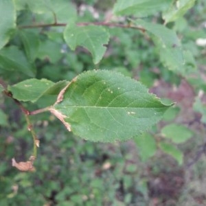 Photographie n°2181649 du taxon Prunus domestica L. [1753]