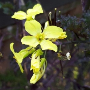 Photographie n°2181679 du taxon Brassica oleracea L. [1753]