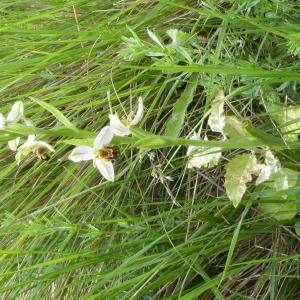 Photographie n°2181703 du taxon Ophrys apifera Huds. [1762]