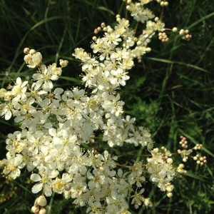 Photographie n°2181705 du taxon Filipendula vulgaris Moench [1794]