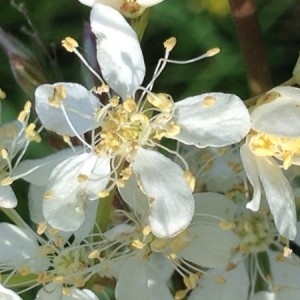 Photographie n°2181706 du taxon Filipendula vulgaris Moench [1794]