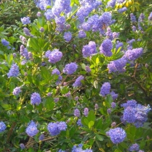 Photographie n°2181712 du taxon Ceanothus thyrsiflorus Eschsch. [1826]