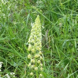 Photographie n°2181715 du taxon Reseda lutea L. [1753]