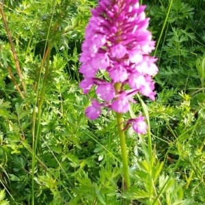 Photographie n°2181729 du taxon Anacamptis pyramidalis (L.) Rich. [1817]