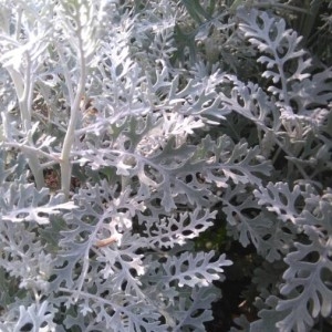 Photographie n°2181741 du taxon Jacobaea maritima (L.) Pelser & Meijden [2005]