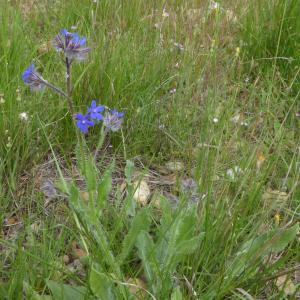 Photographie n°2181742 du taxon Anchusa italica Retz. [1779]