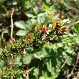 Photographie n°2181780 du taxon Ulex minor Roth [1797]