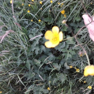 Photographie n°2181811 du taxon Ranunculus acris L. [1753]