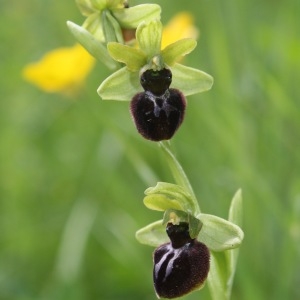 Photographie n°2181819 du taxon Ophrys sphegodes Mill.