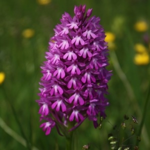 Photographie n°2181823 du taxon Anacamptis pyramidalis (L.) Rich. [1817]