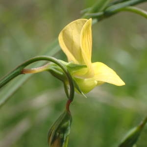 Photographie n°2181826 du taxon Lathyrus annuus L. [1753]