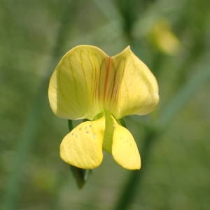 Photographie n°2181827 du taxon Lathyrus annuus L. [1753]