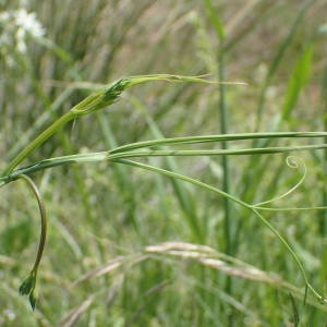 Photographie n°2181828 du taxon Lathyrus annuus L. [1753]