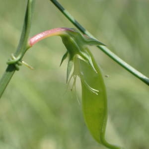 Photographie n°2181830 du taxon Lathyrus annuus L. [1753]