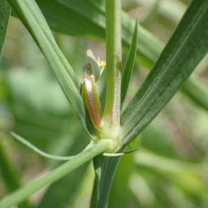 Photographie n°2181831 du taxon Lathyrus annuus L. [1753]