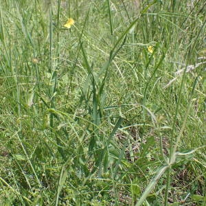 Photographie n°2181832 du taxon Lathyrus annuus L. [1753]