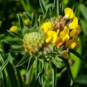 Photographie n°2181837 du taxon Anthyllis vulneraria L. [1753]