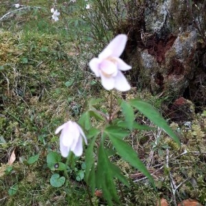 Photographie n°2181891 du taxon Anemone nemorosa L. [1753]