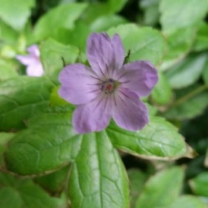 Photographie n°2181898 du taxon Geranium nodosum L. [1753]