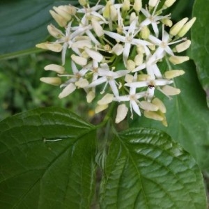 Photographie n°2181914 du taxon Cornus sanguinea L. [1753]