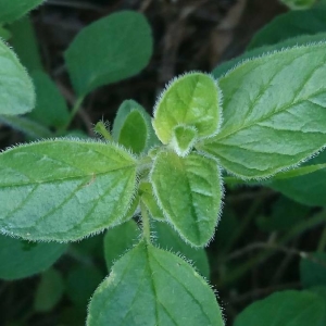 Photographie n°2181927 du taxon Origanum vulgare L. [1753]