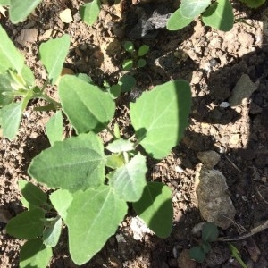 Photographie n°2181929 du taxon Chenopodium vulvaria L. [1753]