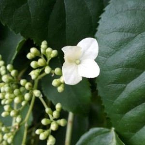 Photographie n°2181955 du taxon Hydrangea arborescens L. [1753]