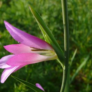 Photographie n°2181972 du taxon Gladiolus italicus Mill. [1768]