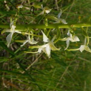 Photographie n°2181973 du taxon Platanthera bifolia (L.) Rich. [1817]