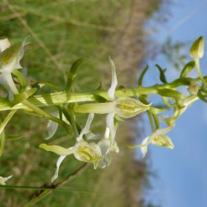 Photographie n°2181974 du taxon Platanthera bifolia (L.) Rich. [1817]