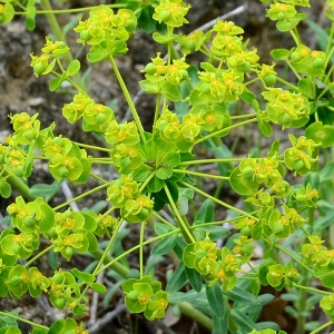 Photographie n°2182007 du taxon Euphorbia seguieriana Neck. [1770]