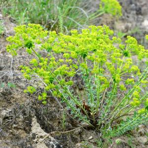 Photographie n°2182008 du taxon Euphorbia seguieriana Neck. [1770]