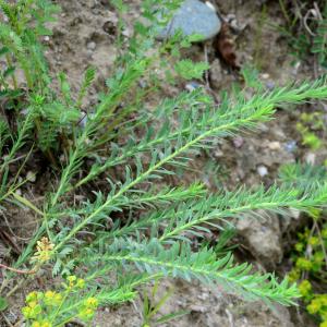 Photographie n°2182009 du taxon Euphorbia seguieriana Neck. [1770]