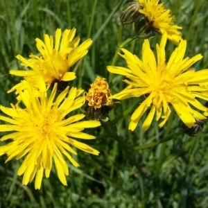 Photographie n°2182036 du taxon Crepis biennis L. [1753]