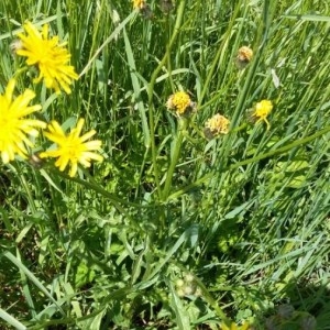 Photographie n°2182037 du taxon Crepis biennis L. [1753]