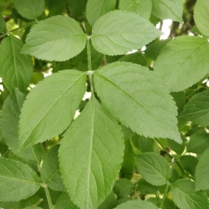 Photographie n°2182045 du taxon Sambucus nigra L. [1753]