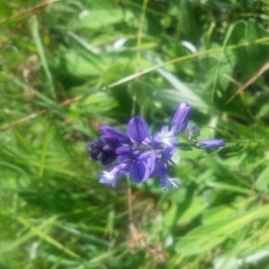 Photographie n°2182058 du taxon Polygala vulgaris L. [1753]