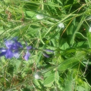 Photographie n°2182059 du taxon Polygala vulgaris L. [1753]